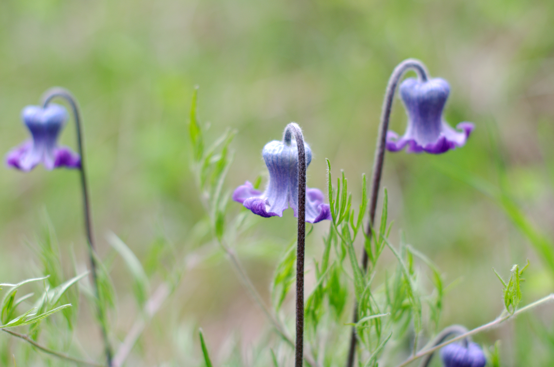 A photograph of some flowers.