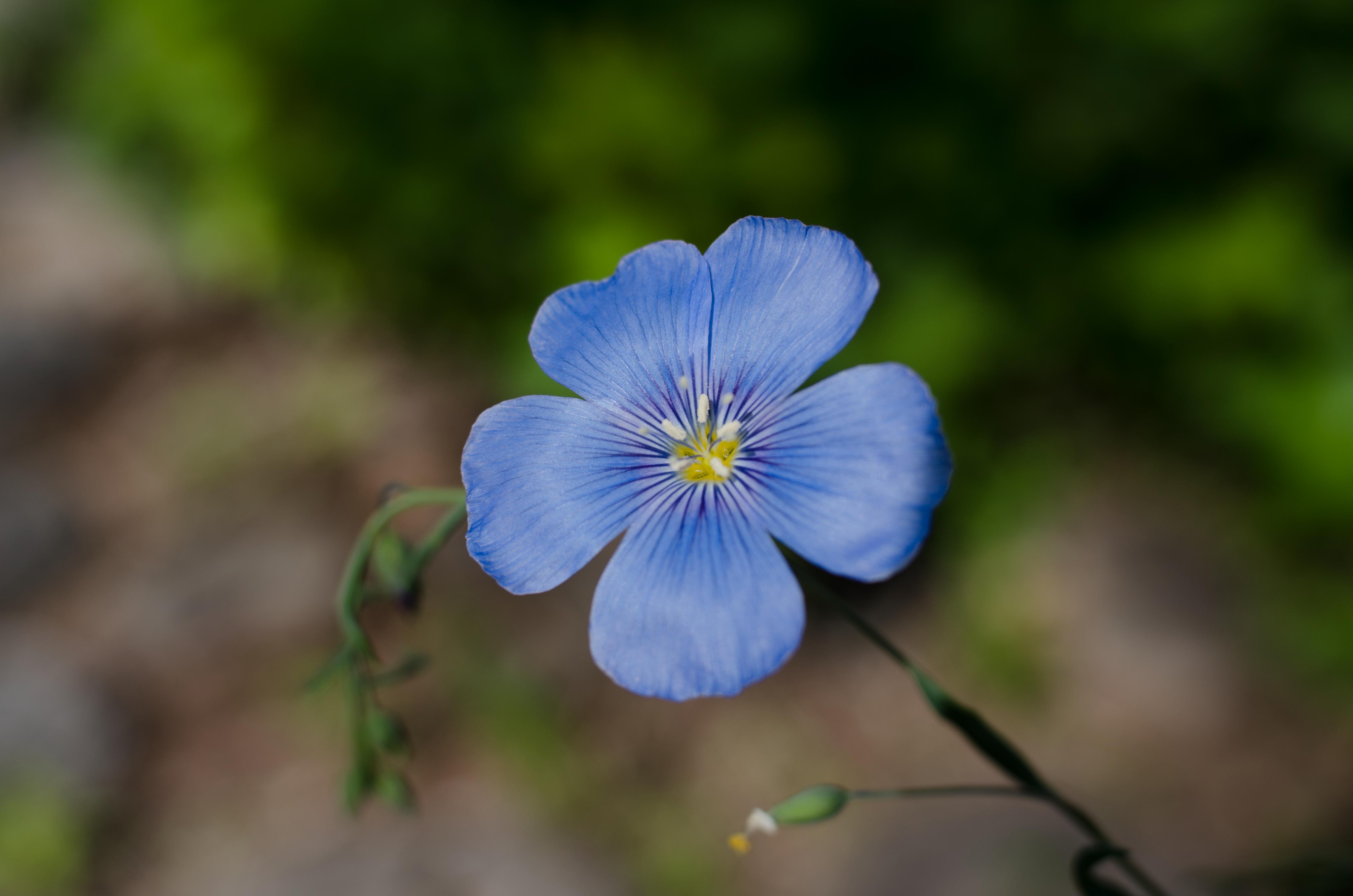A picture of a blue flower.