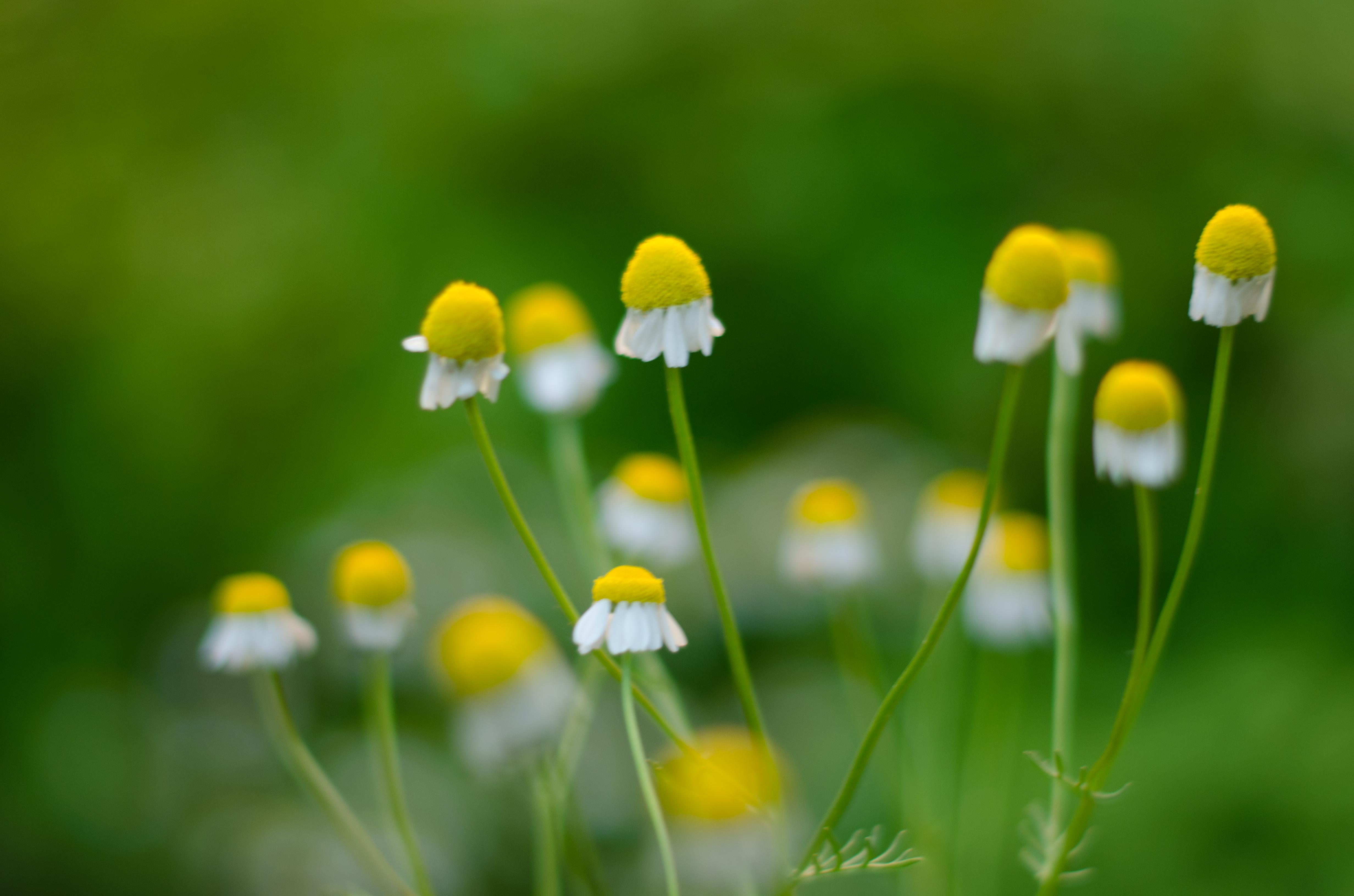 A picture of some chamomile flowers with a green background