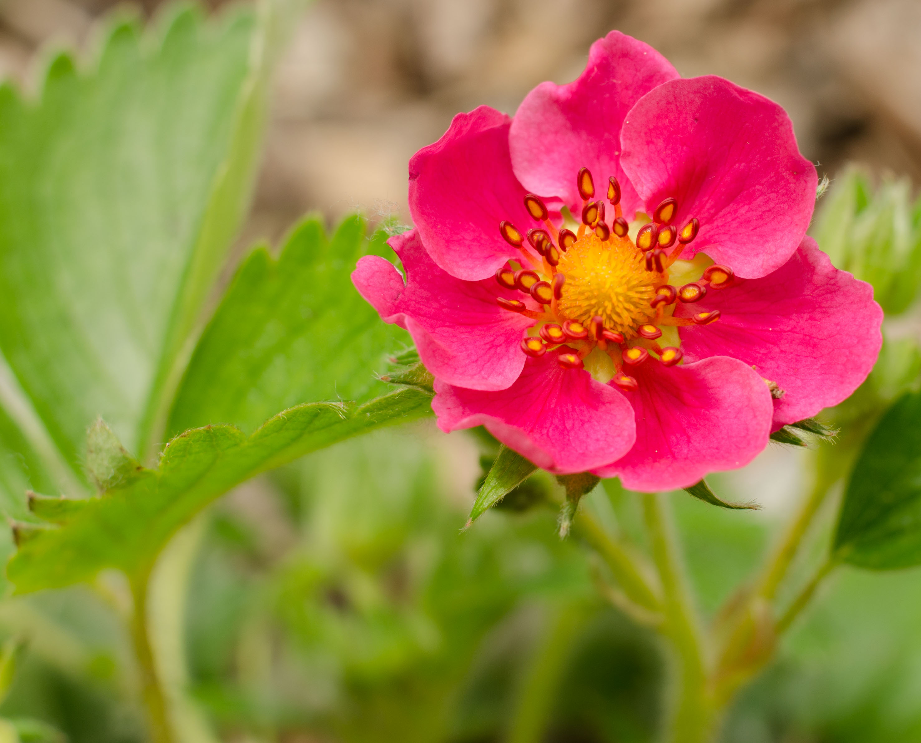 Another picture of a strawberry flower.